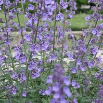 LWSTORE 1000 Catnip Seeds Nepeta Cataria Puurfect Garden Treat 4 Your Cat USPS S - £6.32 GBP