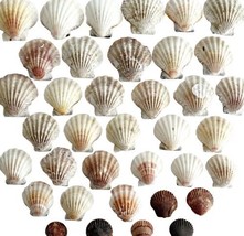 Scallop Sea Shells Maine Coast Lot Of 37 Wells Beach Bar Harbor Nautical E70 - £29.31 GBP