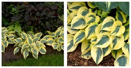 2.5&quot; pot 1 Live Potted Plant hosta AUTUMN FROST small thick blue - £33.80 GBP