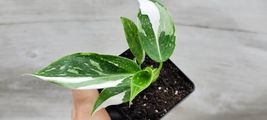 3&quot; POT Philodendron White Princess PLANT , Variegated Philodendron - £25.50 GBP