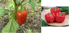 Red Bell Pepper Vegetable 20 Seeds USA Garden - $8.97