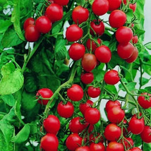 50 Seeds Er&#39;S Delight Tomato Juicy Tomatoe Vegetable Edible Food Usa Seller - £7.38 GBP