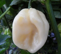 White Habanero Pepper Seeds 20+ Hot Pepper Vegetable Garden - $8.99