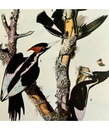 Ivory Billed Woodpecker Bird 1946 Color Art Print John James Audubon DWV2F - $39.99