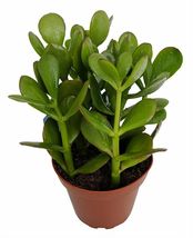 4&quot; Pot Crassula Sunset Jade Live Plant Easy to Grow HousePlant Indoor Outdoor - £37.16 GBP