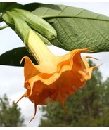 10 Orange Angel Trumpet Fragrant Bloom 296 Flowers Seeds - $7.39