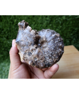 4 inch   Mammites Nodosoides Ammonite Moroccan Fossils N143 - $47.52