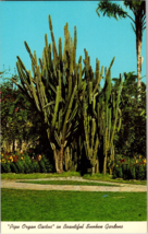 &quot;Pipe Organ Cactus&quot; in beautiful Sunken Gardens - St. Petersburg, Florida (C11) - £3.82 GBP