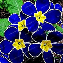 200 Seeds Blue Evening Primrose fragrant DIY Flower Hardy Plant Evening Primrose - £3.58 GBP