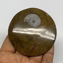 57.4g, 2.7&quot;x2.6&quot;x0.3&quot;, Goniatite (Button) Ammonite Polished Fossils, B30083 - £6.39 GBP
