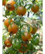 Barbados Gooseberry Seed Pereskia Aculeata Rose Cactus Cacti 10 Seeds Fr... - $515.39 MXN