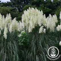 200 SEEDS NAVY BLUE PAMPAS GRASS SWIFT PLANT HEIRLOOM SEEDS ENHANCE GARD... - £6.43 GBP