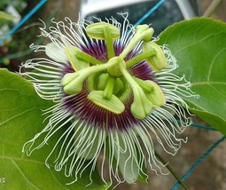 GIB Passiflora edulis | Orange Giant | Passion Flower | 10 Seeds - £12.78 GBP