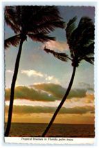 Tropical Breezes Palm Trees FL Postcard - $7.00