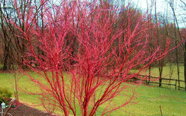 5 Seeds - Acer Palmatum Sango Kaku Pink Stem Japanese Maple - £9.79 GBP