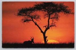 WWF Wildlife Antelope Silhouette At Sunset Vintage Nature Photography Postcard - $14.45