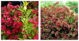 6-12&quot; Tall, 4&quot; Pot - Ruby Red Weigela Shrub - Live Potted Plant - Weigel... - $84.99