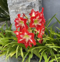 Amaryllis Minerva (Hippeastrum) - 50 Seeds - £10.82 GBP