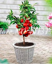 Sweet Peach Plant Japan Nectarine Peach Tree Dwarf Bonanza Peaches Seed Fruit Fl - £8.64 GBP