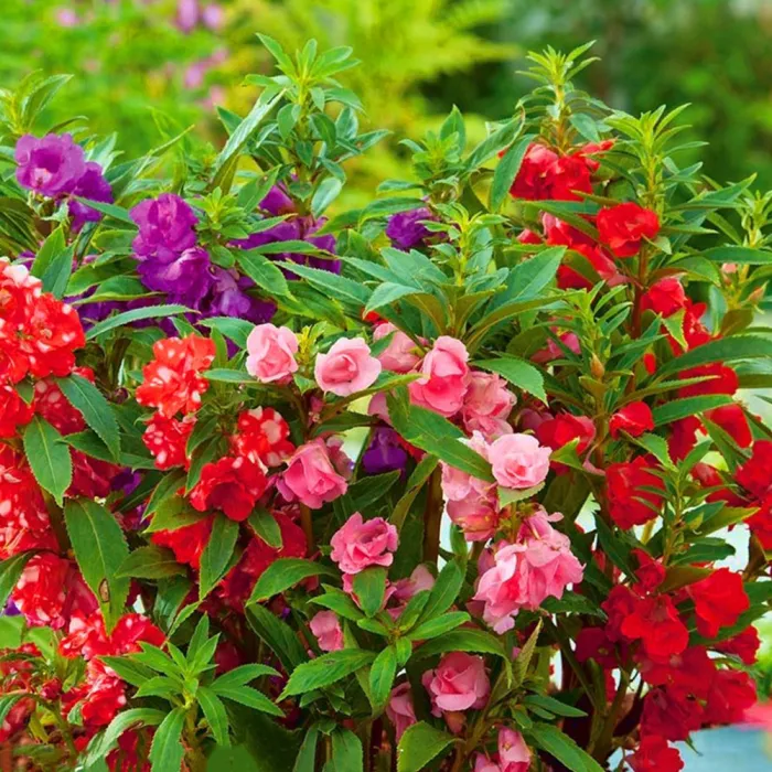 IMP05 Mixed Color Balsam Seeds - Bright &amp; Beautiful Impatiens Balsamina - £4.62 GBP