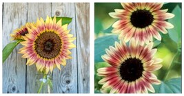 200 Seeds Strawberry Blonde Sunflower Seeds International Ship - £15.80 GBP