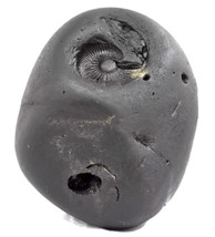 Rare Kurma Shaligram - Gandaki Rivière Nepal - $326.21