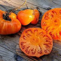 50 + seeds Persimmon Tomato Tomatoe Vegetable Garden Edible Canning From... - £6.91 GBP