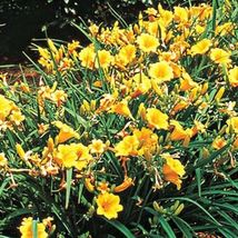 (1) Live Plant Root Hemerocallis - Yellow Stella De Oro Daylily Longest Blooming - £19.18 GBP