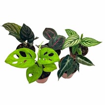 Variegated Foliage Assortment, monstera, alocasia, set of 5 - £37.19 GBP