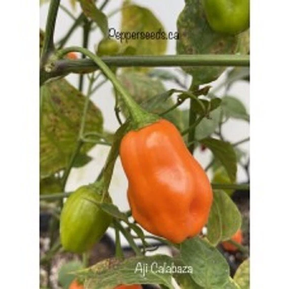 25 Seeeds Aji Calabaza Pepper Seed Garden Planting Food US Fast Shipping - $68.16 MXN