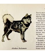 Alaskan Malamute 1939 Dog Breed Art Ole Larsen Color Plate Print Antique... - $42.03 CAD