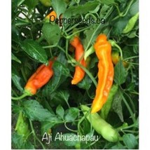 USA SELLER 25 Seeeds Aji Ahuachapáu Pepper Seeds Food Fast Shipping - £8.23 GBP