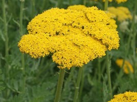Gold Yarrow Wildflower Seeds - £7.20 GBP