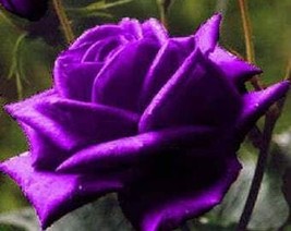 USA Seller 5 Purple Rose Rosa Floribunda Bush Shrub Perennial Flower See... - $14.90