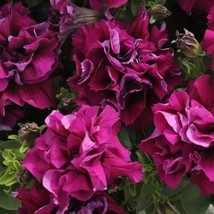 Petunia Double Madness Burgundy * 10 Pelleted Seeds  3 Blooms From US - £6.56 GBP