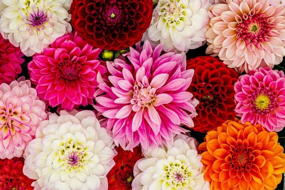 Variety Mixed Dahlia Tubers for Planting Grow Stunning Perennial Dahlia Flowers - £35.82 GBP+