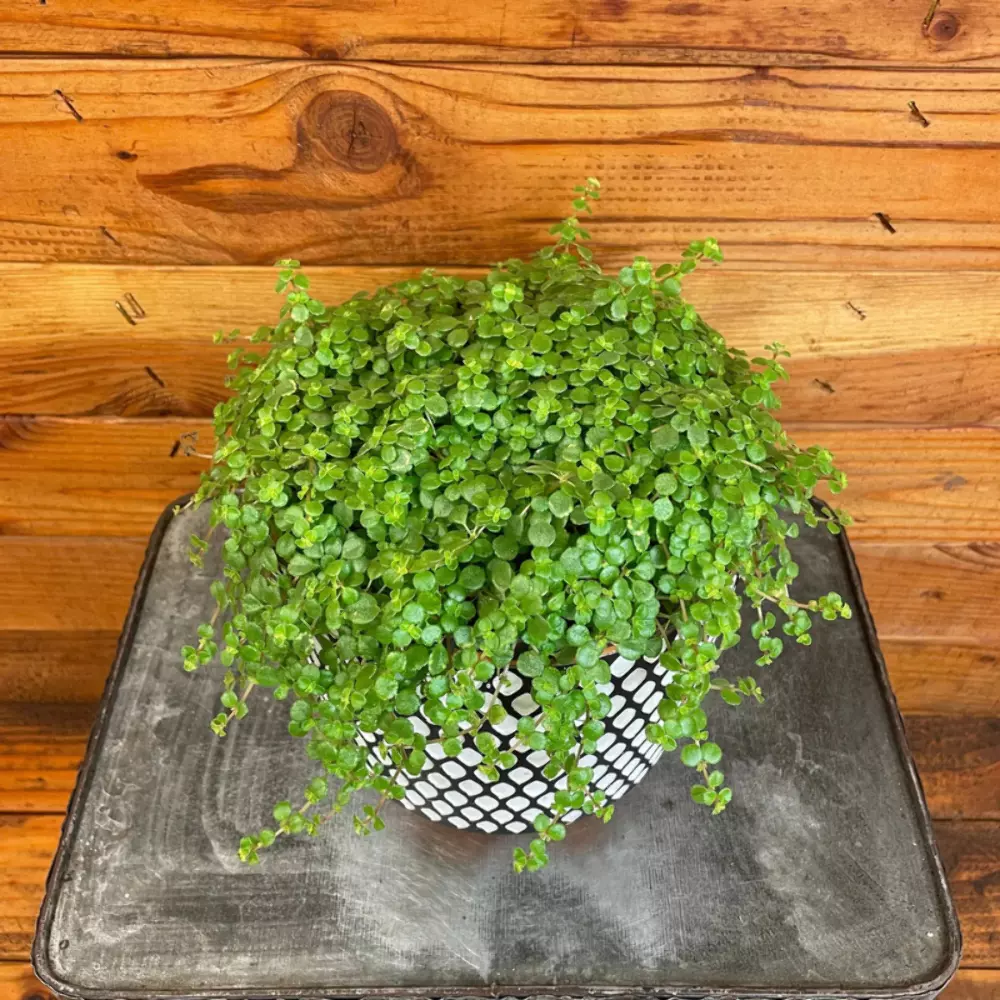 Pilea Tiny Tears Plant Plug (Pilea depressa) – Compact Groundcover Perfect - $26.41 CAD