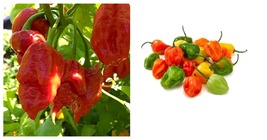 Habanero Hot pepper Seeds Hottest Pepper Fresh Garden 60 Seeds - £13.58 GBP