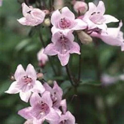 Penstemon Pink 50 + Pure Seeds Fresh Garden - $9.98