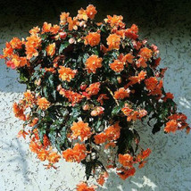 Begonia Seeds Trailing Cascade Beauty Mango 15 Pelleted Seeds Garden USA... - $15.25