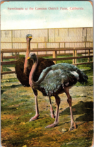 Vtg Postcard California Los Angeles Cawston Ostrich Farm Sweethearts - £5.12 GBP