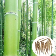 Rare Fresh bamboo seeds Phyllostachys Nigra 20pcs - £3.14 GBP