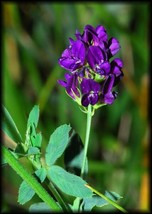 USA Alfalfa Medicago Sativa Flower Plant 2000 Seeds - £8.78 GBP