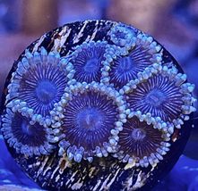 Black People Eater Zoanthids  - £23.94 GBP+