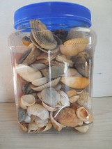 2.5 lb Mixed Lot of Small -Medium Size Beach Sea Shell Seashell Decor for Crafts - £14.32 GBP