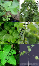 USA Seller 15 Leaves Organic Jatropha Curcas Leaf Physic Nut Barbados Pl... - $22.84