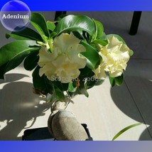 Golden Years Double Desert Rose Adenium, 2 Seeds, purely yellow petals bonsai E3 - £6.38 GBP