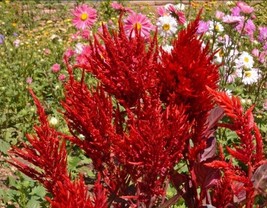 Celosia Scarlet Plume Heirloom Red Cutflowers Plumed Cockscomb Non-Gmo 500 Seeds - £7.65 GBP