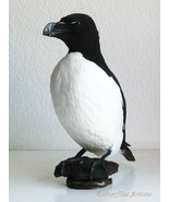 Razor-billed Razorbill Alca Torda Auk Stuffed Bird Taxidermy Scientific ... - $465.00