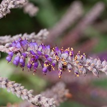 Dwarf Indigo Seeds Organic Amorpha Nana Seeds Purple Flower Wild False Indigo Ga - £5.96 GBP